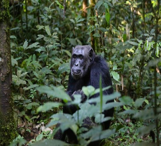 Kibale Forest National Park