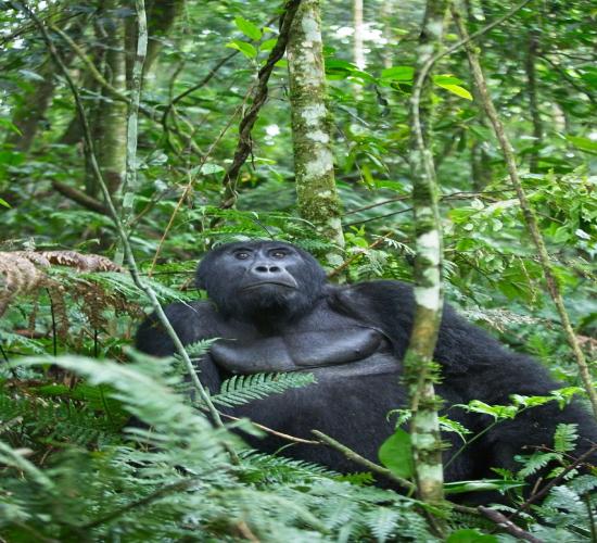 Bwindi Impenetrable National Park