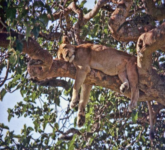 Queen Elizabeth National Park